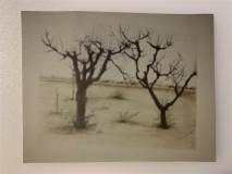 alberi-di-prugne-in-gennaio-1987_res